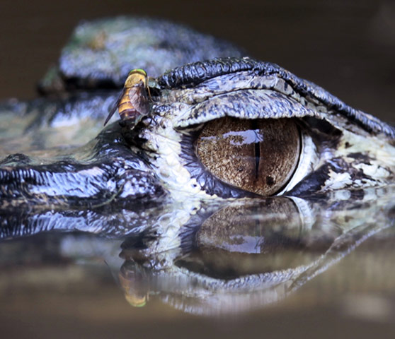 week in wildlife: The eye of a black caiman is seen in Tiputini river, Yasuni National Park 
