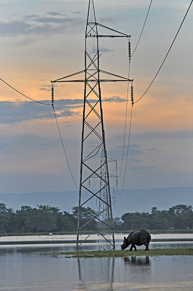 week in wildlife: A one horned Rhino takes refuge on highland