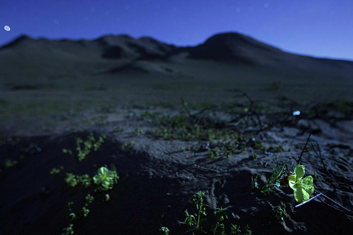 week in wildlife: Picture of flowers on the side of a dusty road in the Atacama desert