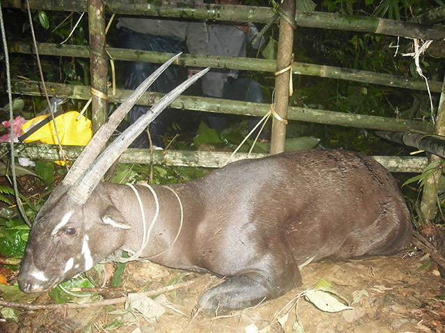 week in wildlife: sighting  of saola, Asian unicornin, in Laos