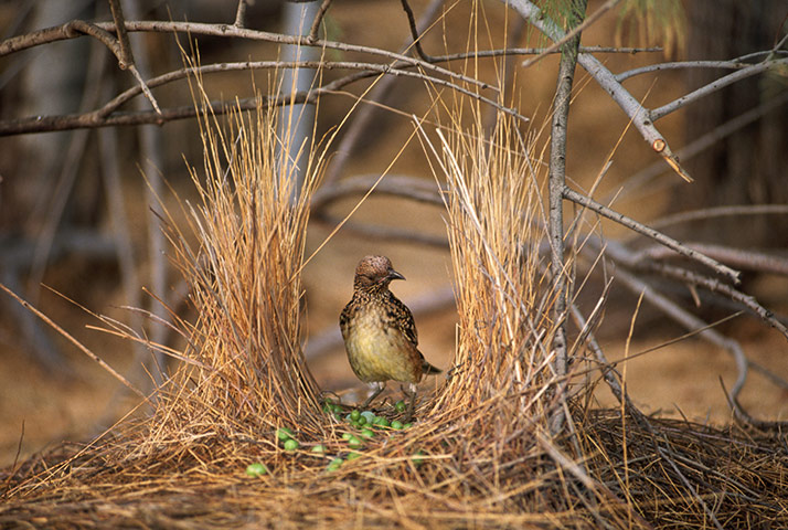 week in wildlife: Male Western Bowerbird Standing in His Nest