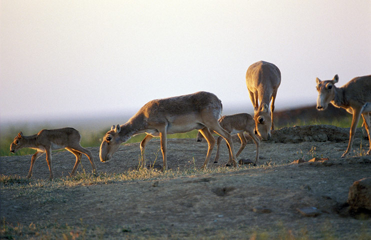 week in wildlife: Saiga (Saiga tatarica) antelopes gather at dawn 