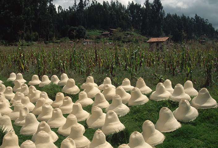 Wacky Hats: Unfinished Panama Hats Drying Outside
