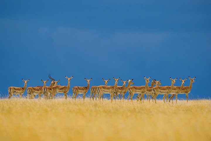 Serengeti National Park: Impalas Herd Alert to Danger