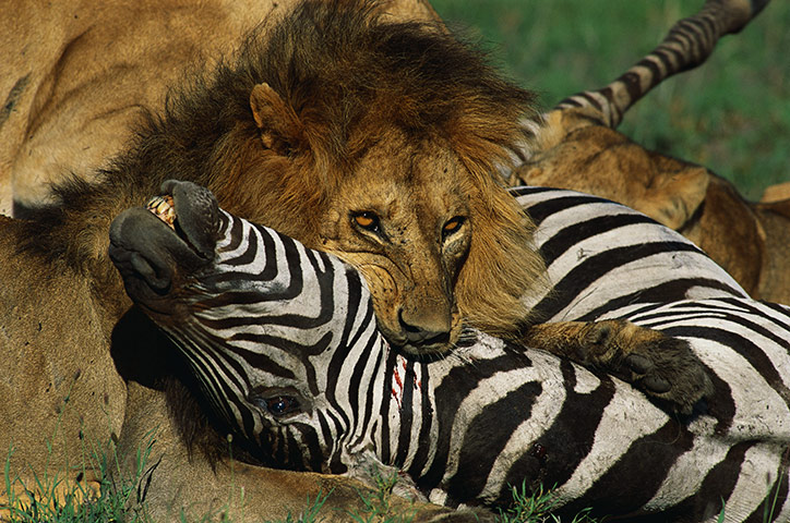 Male-Lion-Killing-a-Zebra-014.jpg