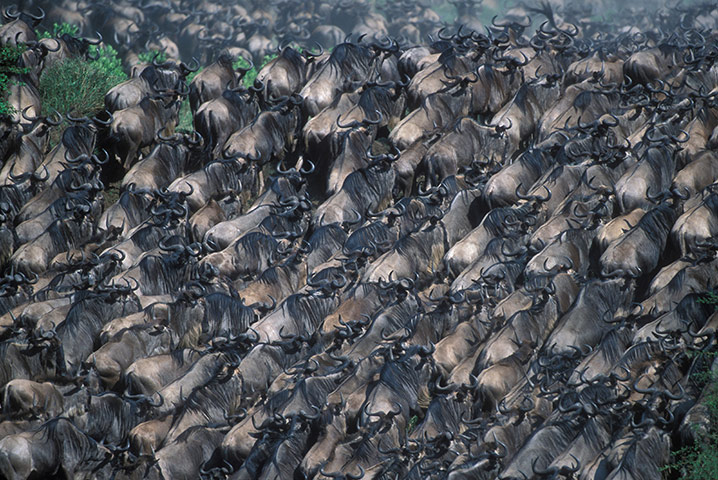 Serengeti National Park: Kenya, Masai Mara Game Reserve, Huge Wildebeest 