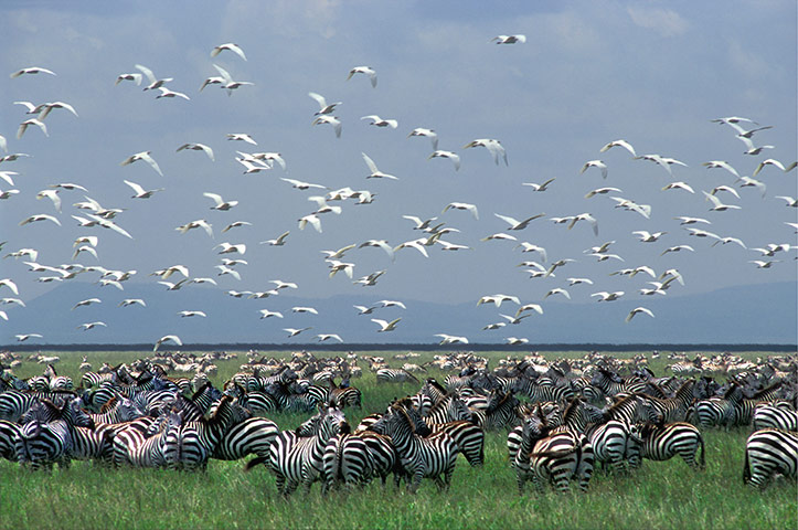 Serengeti National Park: A huge herd of Common Zebra with a flock of Cattle Egrets flying 