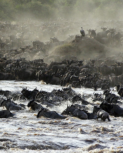 Serengeti National Park: 1.5 million wildebeests as they cross the Mara river