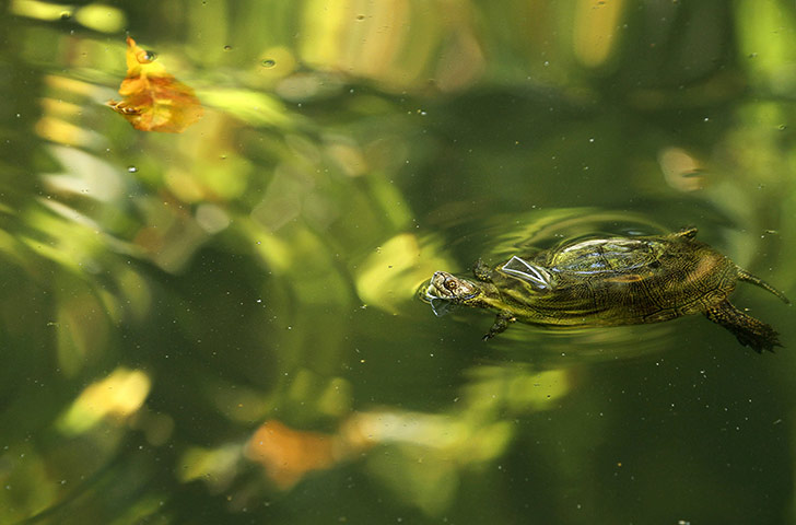 24 hours in pictures: A turtle swims in a pond in Russia's southern city of Stavropol