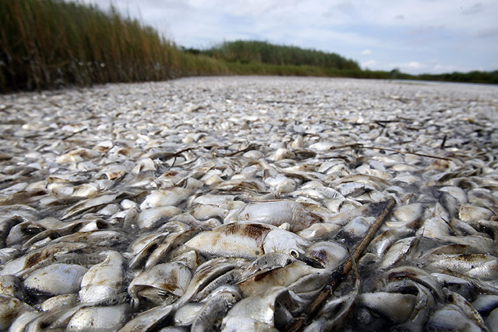 24 hours in pictures: Louisiana, USA: Dead  fish kill float near Bay Joe Wise