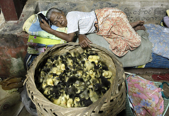 24 hours: Bago township, Burma: A woman sleeps near her ducklings at a monastery