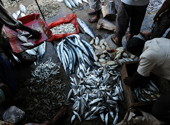 24 hours: Trincomalee, Sri Lanka: A vendor arranges his stock at a fish market