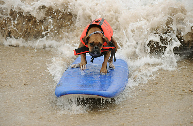 Surfing Dogs: A surf dog rides a wave during the annual Surf City Surf Dog competition