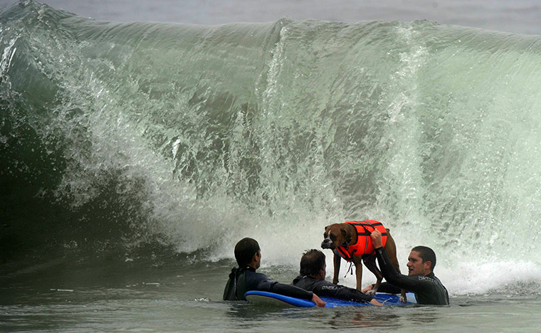 Surfing Dogs: A surf dog prepares to ride a wave to the beach 
