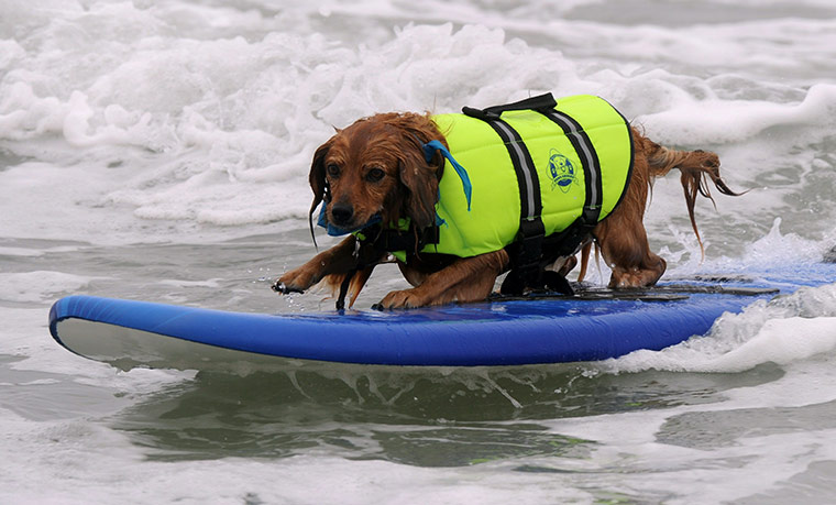 Surfing Dogs: A surf dog rides a wave to the beach