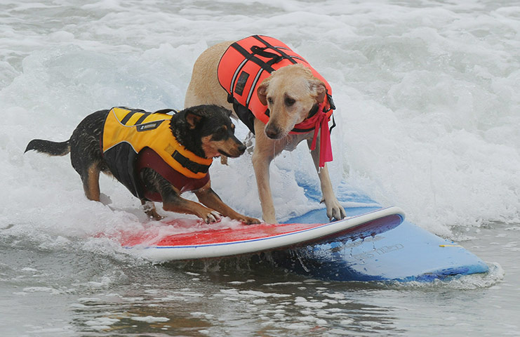 Surfer-dog-Abbie-left-an--019.jpg