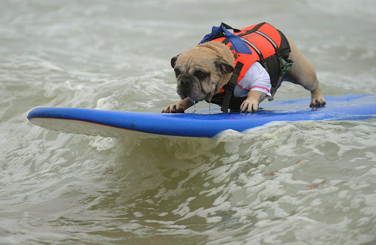 dog surfer