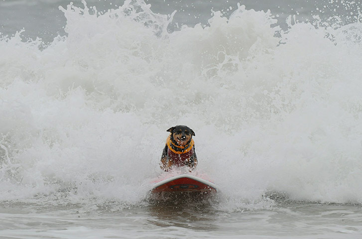 Surfing Dogs: Surfer dog Abbie, an Australian Kelpie cross, rides a wave to the beach