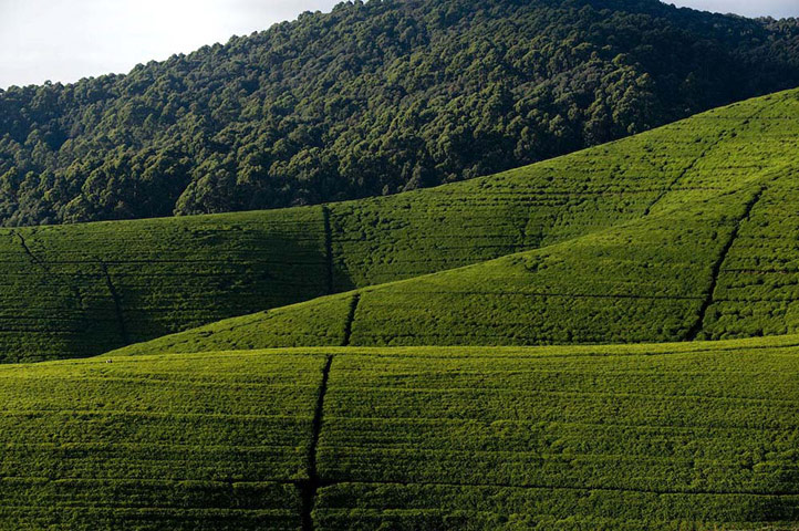 MDG: Photographs by Tim Smith exploring the origins of Yorkshire Tea in Rwanda