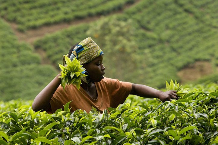 MDG: Photographs by Tim Smith exploring the origins of Yorkshire Tea in Rwanda