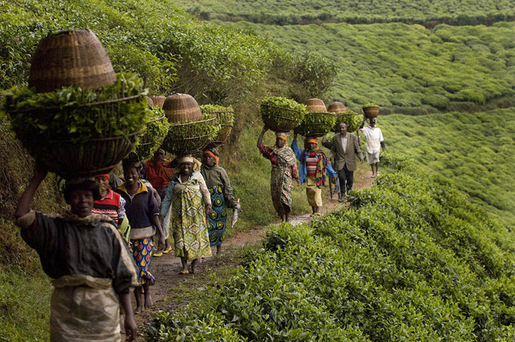 MDG: Photographs by Tim Smith exploring the origins of Yorkshire Tea in Rwanda