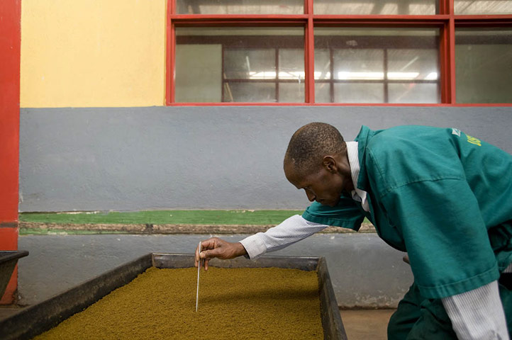 MDG: Photographs by Tim Smith exploring the origins of Yorkshire Tea in Rwanda