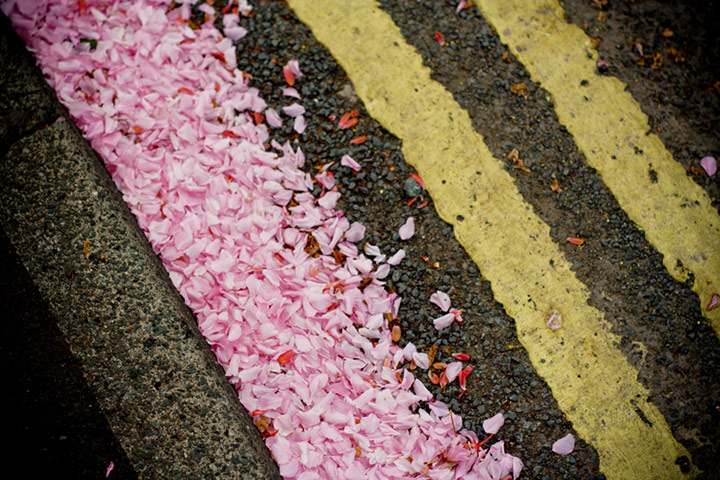 In pictures: Lines: petals against pavement