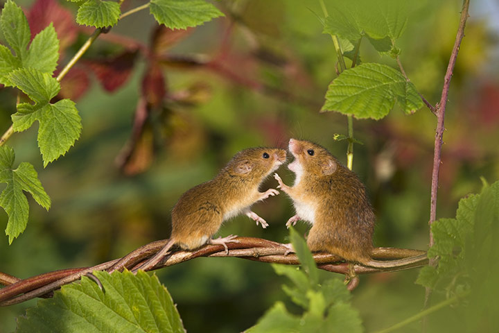 Harvest Mouse:  A harvest mouse female pushing a male on a branch