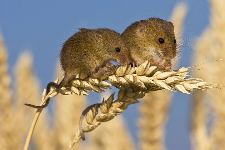 Harvest Mouse: Harvest mice on an ear of wheat 