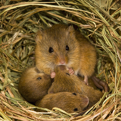 Harvest Mouse: A female harvest mouse to feed her cubs (aged 10 days old) 