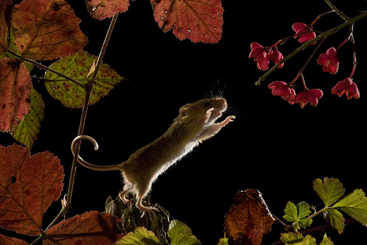 Harvest Mouse: A harvest mouse leaps through the air at night 
