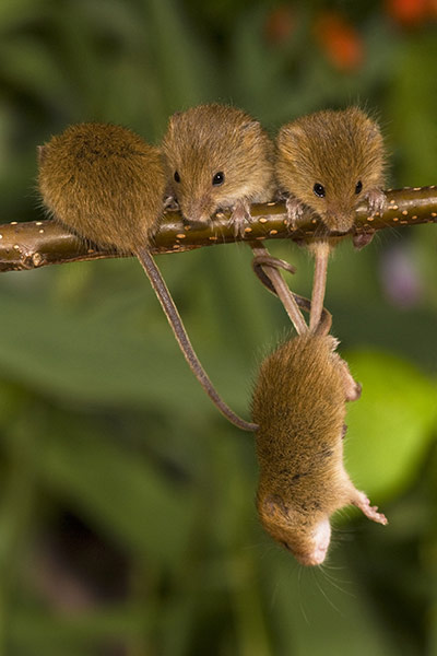 Harvest Mouse:  Young harvest suspended in the air on the tails of his fellow critters