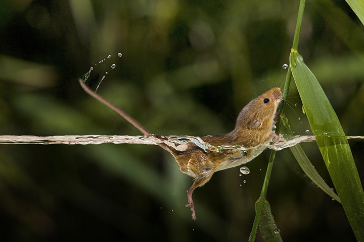 Harvest Mouse: A harvest mouse swimming 