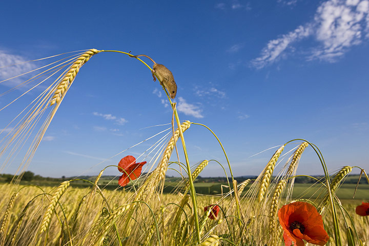 Harvest Mouse: A harvest mouse climbs down a wheat plant