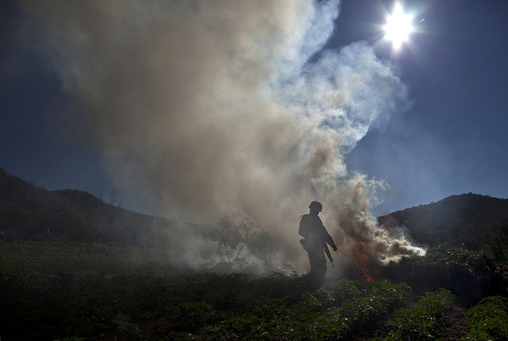 24 hours in pictures: burning marijuana on an illegal plantation at the Sierra de Juarez 