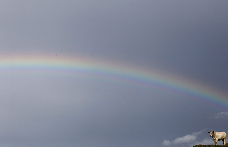 24 hours in pictures: A Belgian Blue cross cow stands under a rainbow on Lurigethan mountain 
