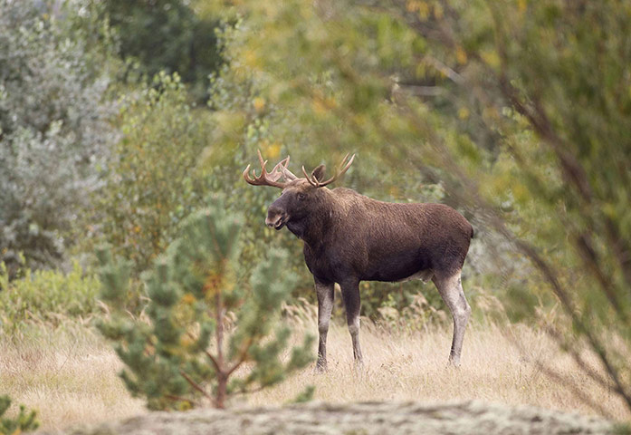 Week in wildlife: An elk walks in a field within the exclusion zone around the Chernobyl 