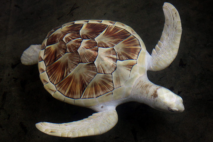 Week in wildlife: A rare Albino turtle in a tank at the Sea Turtle Reserve Center