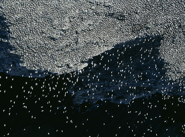 Week in wildlife: Britain from the Air exhibition