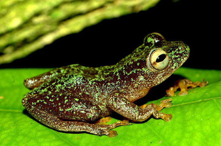 Week in wildlife: Omaniundu Reed Frog 