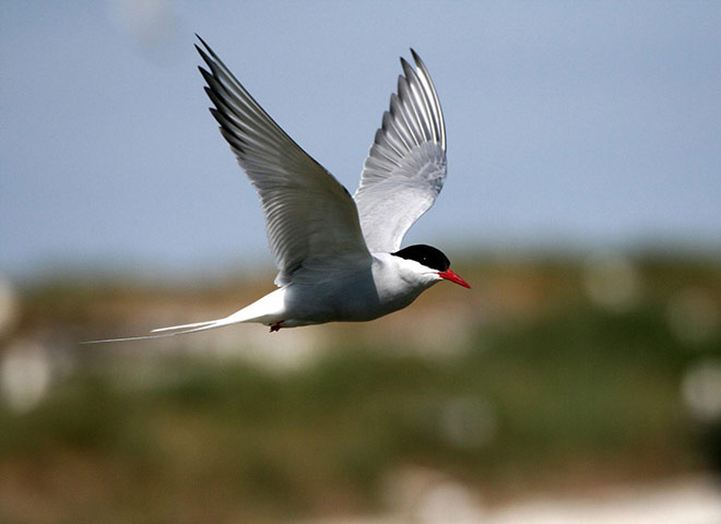 Week in wildlife: UK's oldest Arctic tern discovered