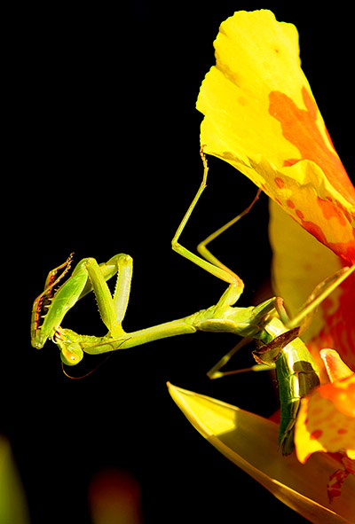 Week in wildlife: Perched on a flower, a praying mantis