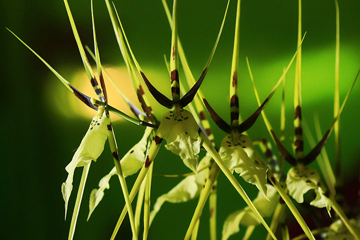 Week in wildlife: Brassia Gireoudiana orchid