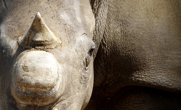 Week in wildlife: White Rhinos at the annual auction in the Hluhluwe-Imfolozi national park