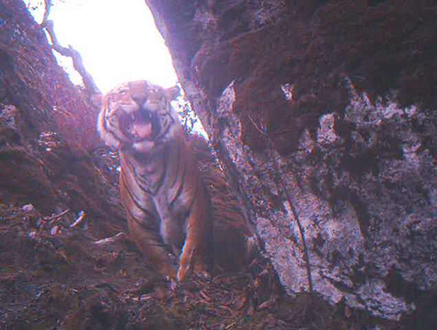 Week in wildlife: Lost Land of the Tiger