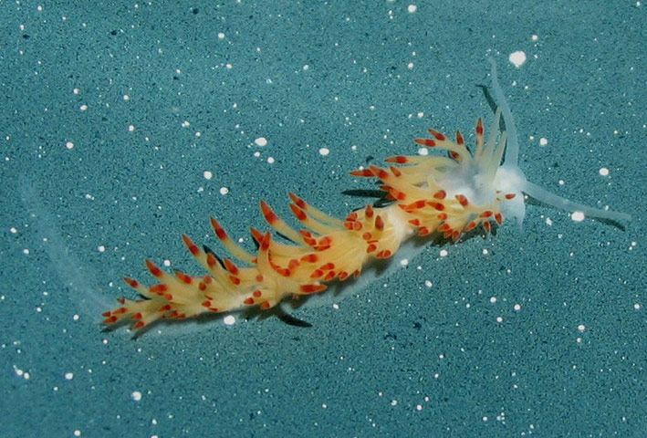 Week in wildlife: New Species of Sea Slug Discovered by UCSB Marine Scientist