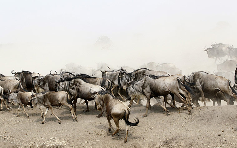 week in wildlife: Wildebeests run after crossing the Mara river during  Serengeti migration