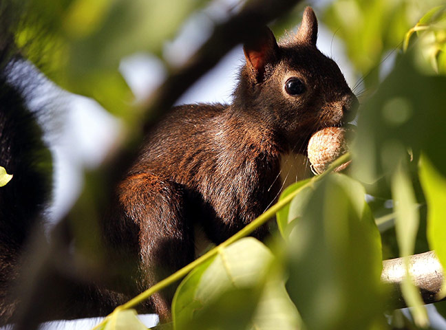 week in wildlife: A squirrel holding a nut while sitting on a tree in Germia Park in Pristina
