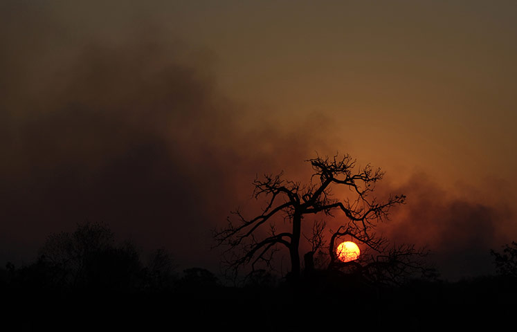 week in wildlife: The sun sets behind a burnt tree and smoke, Brasilia National Park