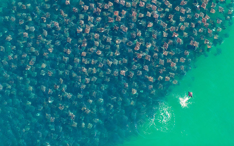 week in wildlife: CIWEM Environmental Photographer Of The Year 2010